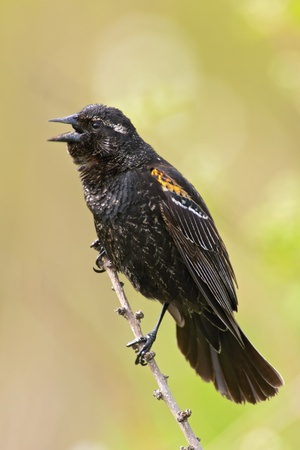 A young, male Red-winged Blackbird singing from a perch の写真素材