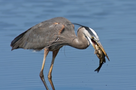 Great Blue Heron with a large fish just caught の写真素材