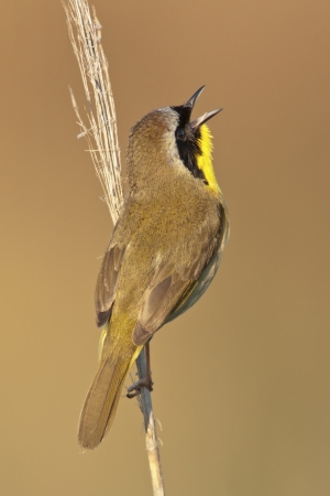 A Common Yellowthroat singing from a perch の写真素材