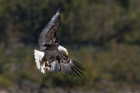 Bald Eagle in flight with wings spread while hunting の写真素材