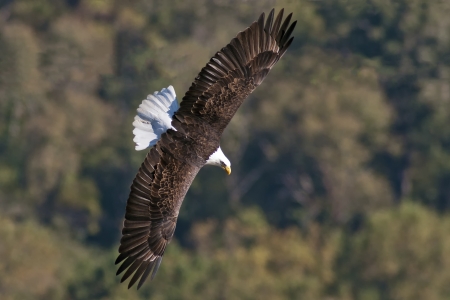 Bald Eagle in flight with wings spread while hunting の写真素材
