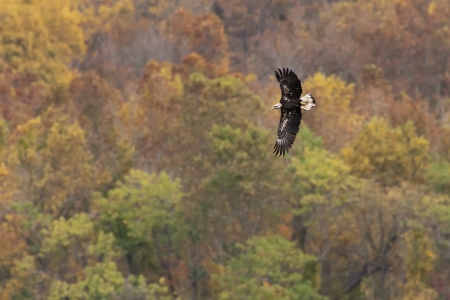 Immature Bald Eagle in flight against Autumn foliage background の写真素材