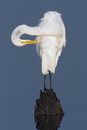 Great Egret Preening while perched on a stump in blue water の写真素材