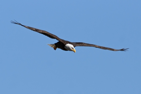 Bald Eagle in Flight with Blue Sky の写真素材