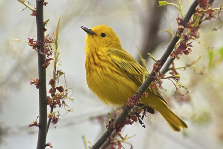Yellow Warbler  Dendroica petechia aestiva , male in breeding plumage  の写真素材