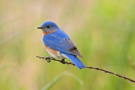 Male Eastern Bluebird  Sialia sialis  on a thorny branchの写真素材