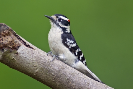 A male Downy Woodpecker perch on a tree limb  の写真素材