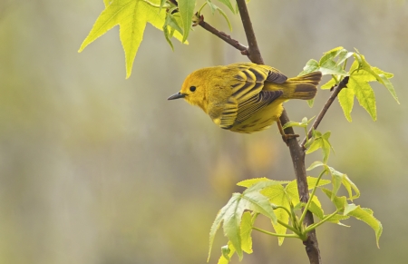 Yellow Warbler  Dendroica petechia aestiva , male in breeding plumage  の写真素材