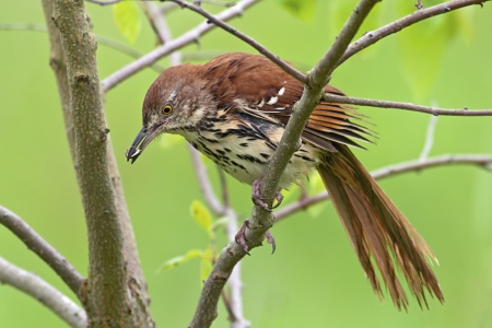 Brown Thrasher perched in a tree with a caterpillar in itの写真素材