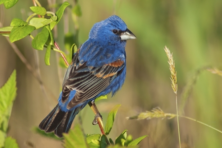 Male Blue Grosbeak  Guiraca caerulea  perched in habitat の写真素材