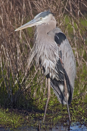 Great Blue Heron  Ardea herodias  in marsh habitat の写真素材