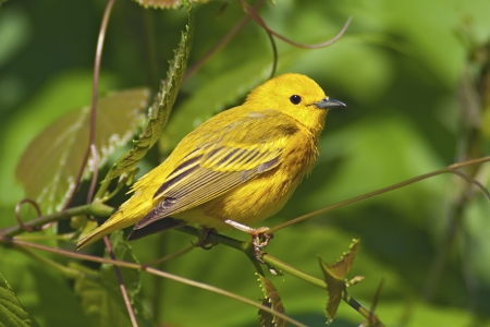 Yellow Warbler perched in lush green foliage の写真素材