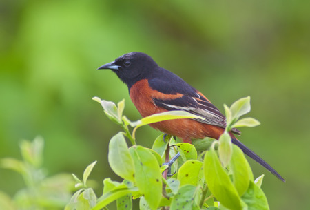 Orchard Oriole perched with green background の写真素材