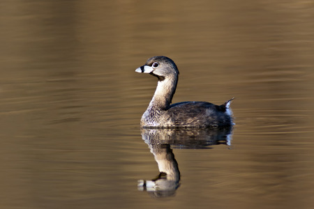 Pied-Billed Grebe (Podilymbus podiceps) on golden water with mirrored reflection.の写真素材