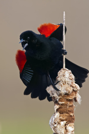 Red-winged Blackbird singing from Cattails.の写真素材