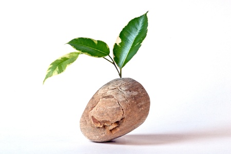 Plant on a stone