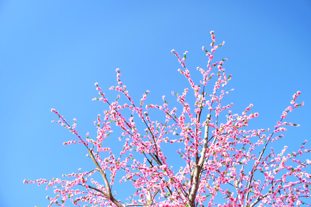 Artificial sakura blossom