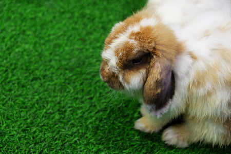 Holland lop white and brown rabbit on green grassの写真素材