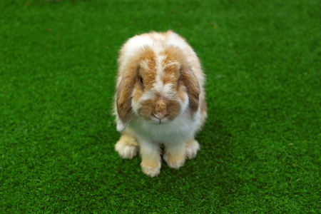 Front face of holland lop rabbitの写真素材