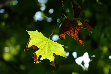Contrast of young and old sugar maple leaf with soft light sunshine in the morning and blurry green...