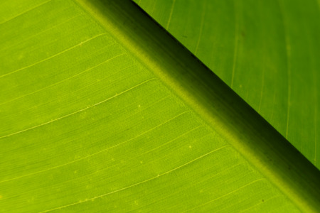 Surface of green translucent banana leaf with soft sunshine light behind