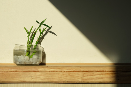 Green lucky bamboo as known as scientific name, Dracaena braunii, or Ribbon plant, or belgian evergreen in glass water jar with beautiful light and shadowの写真素材