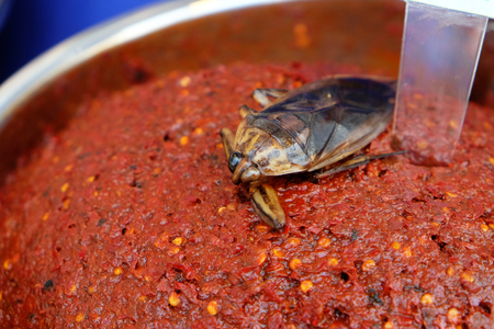 Male pimp as ingredient of red chili pasteの写真素材