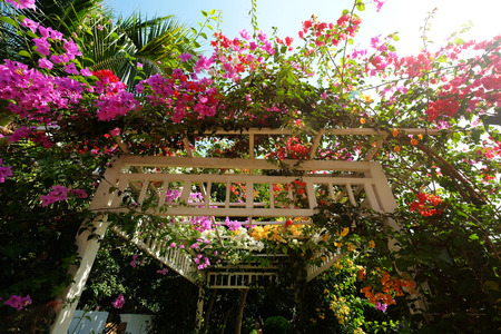 Metal arch and beautiful colorful bougainvillea flowers on the top on clear blue sky dayの写真素材