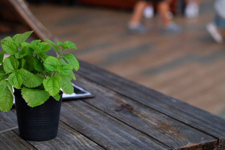 Little green peppermint tree in black flowerpot on wooden surface tableの写真素材