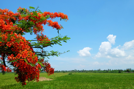 Royal Poinciana tree with red flowers on green farm and cloudy blue sky dayの写真素材