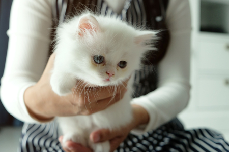 Asian girl holding and giving adorable pure white with odd different blue and green eyes Persian catの写真素材
