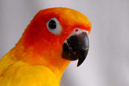 Closeup head of red and yellow colorful parrot on white background