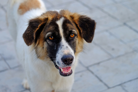 Mixed breed Thai Bangkaew species of street dog, white and brown color, standing and waiting for...