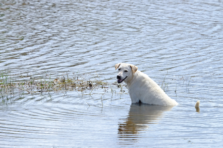 White dog playing in shallow water of lake on very hot summer day