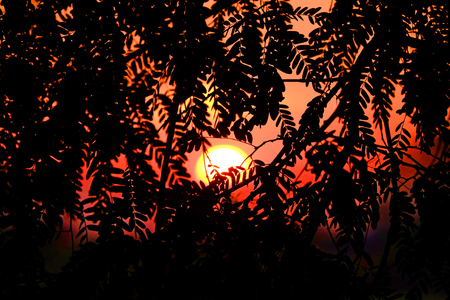 Silhouette of many Fern leaves from trees with red sky background of sunsetの写真素材