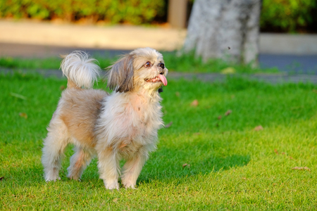 Young Shih Tzu dog, long tongue, standing and waiting for commands from owner, on fresh green grass fieldの写真素材