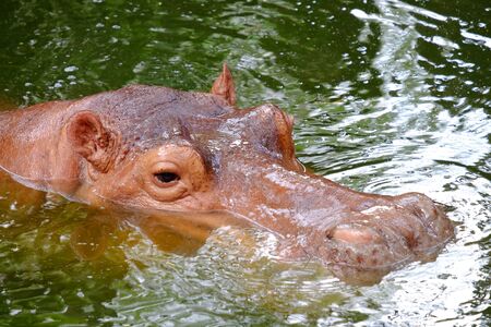 Head part of hippo floating in the water calmlyの写真素材