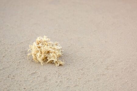 Piece of hemp rope on the sandy sea beach with copy spaceの写真素材