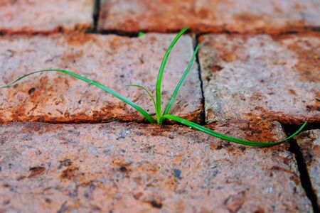 Fresh green grass growing at the gap between red ground bricksの写真素材