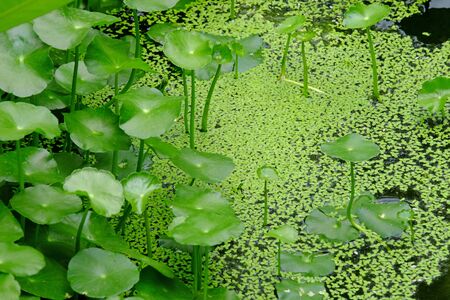 Fresh green aqua plants in a natural pondの写真素材