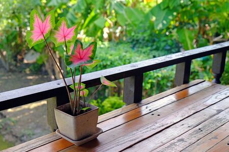 Fresh green and pink color Devil Ivy plant in small flowerpot on wood table at a balcony in a green gardenの写真素材