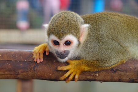 Adorable little monkey holding a lumberの写真素材