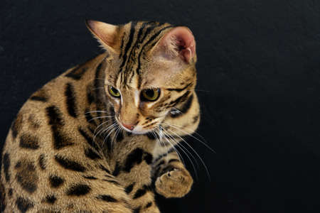 Bengal cat with leopard spot pattern on black backgroundの写真素材