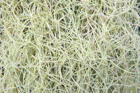 Abstract photo of natural root of aquatic trees