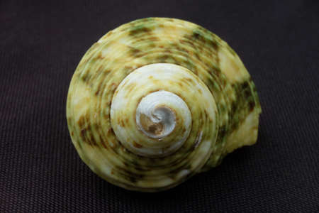 Conch shell spiral view from the head on black background