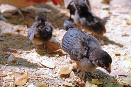 Small black baby chick finding food on the ground