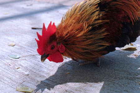 Closeup head of a cock finding food on ground