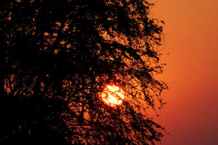 Silhouette of natural tree branches and leafs during sunset with twilight skyの写真素材