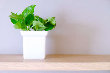 Fresh green small Devils Ivy in square ceramic white vase  on wood shelf with copy spaceの写真素材