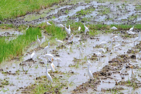 Group of white Great egret birds walking and looking for food in a muddy farmの写真素材